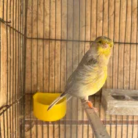 قناری|پرنده|محمدیه-قزوین, |دیوار