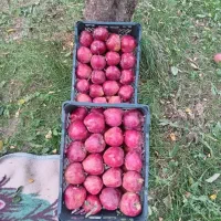سیب|خوردنی و آشامیدنی|هشترود, |دیوار