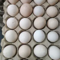 تخم مرغ
