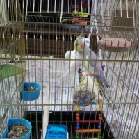 عروس هلندی|پرنده|تهران, مسعودیه|دیوار