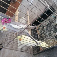 عروس هلندی مولد روی تخم|پرنده|نورآباد ممسنی, |دیوار