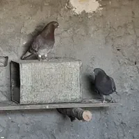 کبوترفروشی