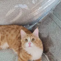 واگذاری گربه|گربه|کرمانشاه, |دیوار