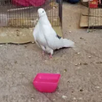 کفتر|پرنده|اردکان, |دیوار