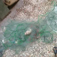 تور شوریده برای فروش چشم ۱۱