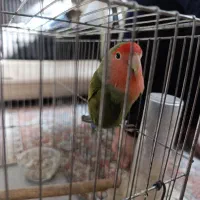 طوطی برزیلی|پرنده|لنجان, |دیوار