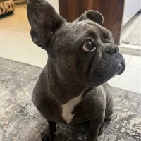 فرنچ بولداگ|سگ|شهر ری, علایین|دیوار