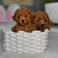 توله سگ تاینی توی دارک رد وارداتی ۷۵ روز|سگ|تهران, سعادت‌آباد|دیوار