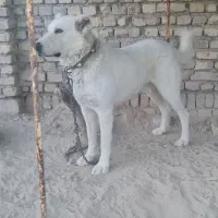 سگ نگهبان