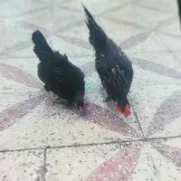 مرغ و خروس مینیاتوری تخم گزار