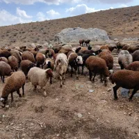 بره ماده شیشک|حیوانات مزرعه|زاغه, |دیوار