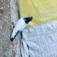 کبوتر کله دم سبز نر|پرنده|کوهدشت, |دیوار