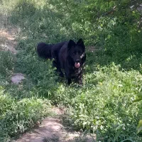 سگ ژرمن شپرد شولاین نر بلک ۱ ساله موبلند لانگهیر