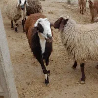 قوچ شیشک|حیوانات مزرعه|شاهیوند, |دیوار