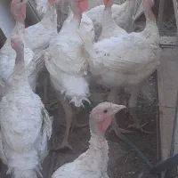 بوقلمون بیوبی ۵ماهه ۳ماهه ارگانیک