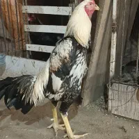 خروس لاری|حیوانات مزرعه|مهاباد (آذربایجان غربی), |دیوار