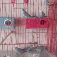 مرغ عشق نه تا