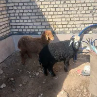 بره نر|حیوانات مزرعه|شادگان, |دیوار