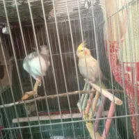 دو عدد عروس هلندی|پرنده|بندر دیر, |دیوار