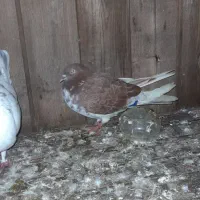 معاوضه وفروش کبوتر|پرنده|پرهسر, |دیوار