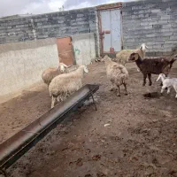 فروشی|حیوانات مزرعه|شیروان (خراسان), |دیوار