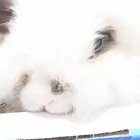 خرگوش لوپ هندی بازیگوش