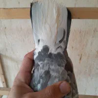 کبوتر پرشی|پرنده|تهران, ائمه اطهار|دیوار