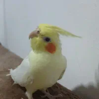 عروس هلندی نر و ماده رام سخن گو با تخم جوجه
