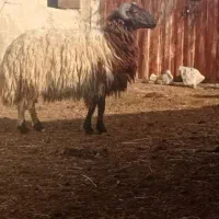 قوچ درجه یک