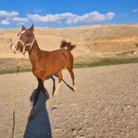 مادیون بز میش