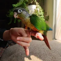 طوطی گرینچک دستی