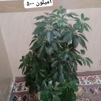 سری گل طبیعی|گل و گیاه طبیعی|بانه, |دیوار