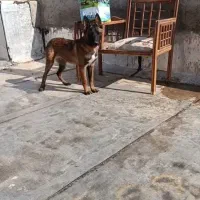 مالینویز توله نر