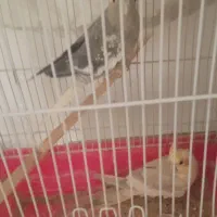 عروس هلندی و طوطی برزیلی|پرنده|تهران, مسعودیه|دیوار