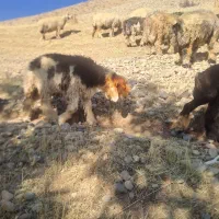کوه ماده بختیاری|حیوانات مزرعه|اردل, |دیوار