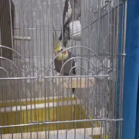 طوطی عروس|پرنده|الوند, |دیوار