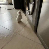 خرگوش لوپ فرانسوی