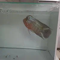 ماهی فلاور کامفامولتی کالر|ماهی|کرج, گوهردشت|دیوار