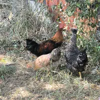 مرغ و خروس