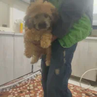 پودل دوماه فقط شش تومان فوری|سگ|اندیشه, اندیشه فاز ۵|دیوار