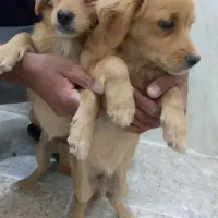 دو توله سگ|سگ|کارون, |دیوار