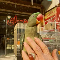 جوجه شاه طوطی نر چیکو سخنگو رام دستی شاه تخم سلامت