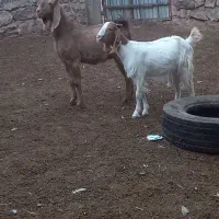 بزغاله نر ماده|حیوانات مزرعه|بروجرد, |دیوار