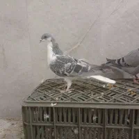 4تا جوجه نر پرشی|پرنده|مشهد, کارمندان دوم|دیوار