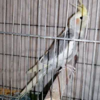 عروس نر سخنگو مست آماده جفت دستی کبوتر