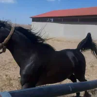 سیلمی دوسر وارداتی مشکی