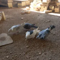 کبوتر فروشی