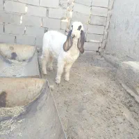 بره مری خوب|حیوانات مزرعه|هامون, |دیوار