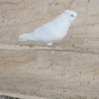 فروش کبوتر نر اراکی چشم سفید|پرنده|اصفهان, دستگرده|دیوار