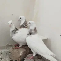 کبوتر طوقی لون